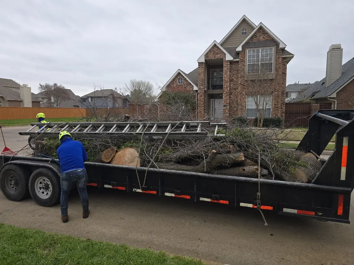 Expert Tree Removal with proper safety equipment in Denton